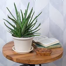 aloe vera en intérieur